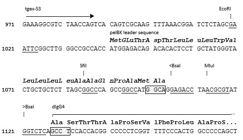 TGEX-HC-dG4-Zeo cloning site